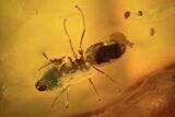 Fossil Ant (Formicidae) & Mites In Baltic Amber #87054-1